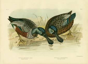 Tarka lapátos, 1891